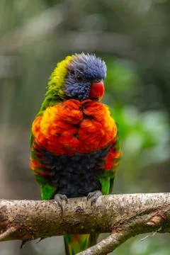 Rainbow Lorikeet Stock Photos