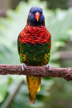 Rainbow Lorikeet Stock Photos