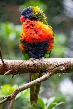 Rainbow Lorikeet 库存照片