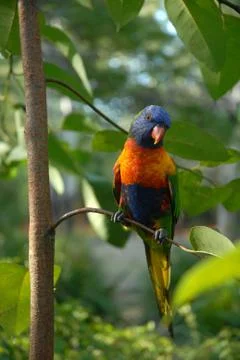 Rainbow Lorikeet Stock Photos