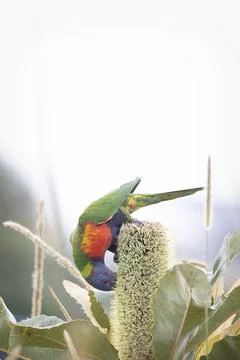Rainbow lorikeet 스톡 사진
