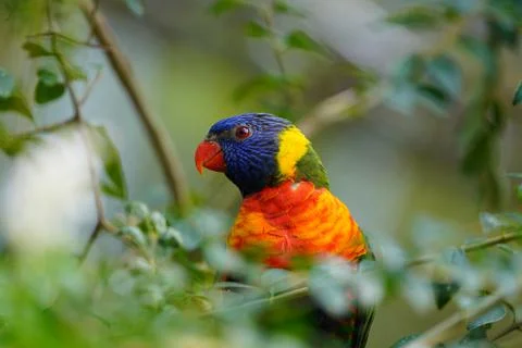 Rainbow Lorikeet Stock Photos