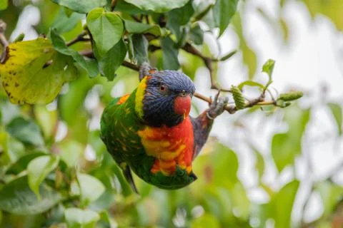 Rainbow lorikeet Stock Photos