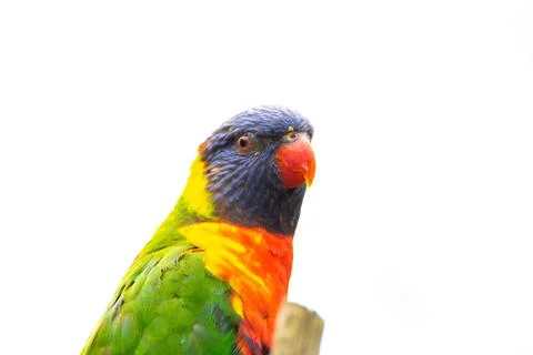 A rainbow lorikeet Stock Photos
