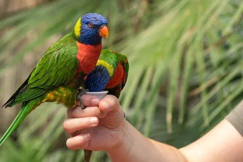 Rainbow lorikeet Stock Photos