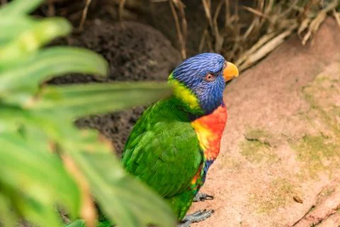 Rainbow lorikeet Stock Photos