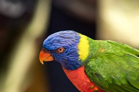 Rainbow lorikeet Stock Photos
