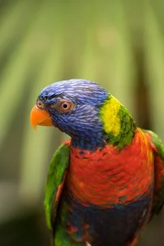 Rainbow lorikeet Stock Photos