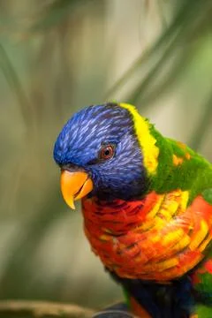 Rainbow lorikeet Stock Photos