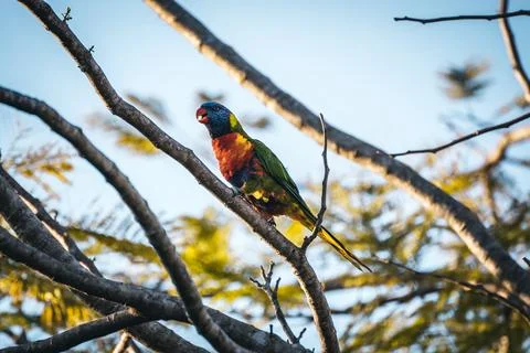 Rainbow Lorikeet Stock Photos