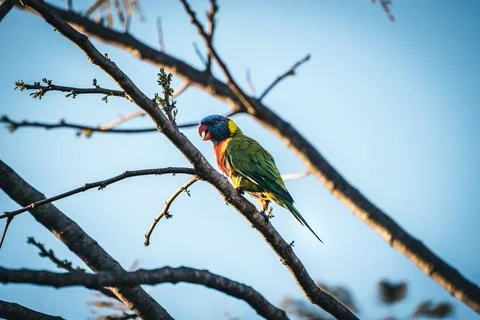 Rainbow Lorikeet Stock Photos