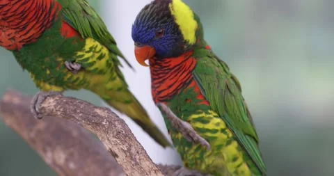 Rainbow Lorikeet Scratching Head While Perched at Jeju Bird Park Stock Footage 340546247