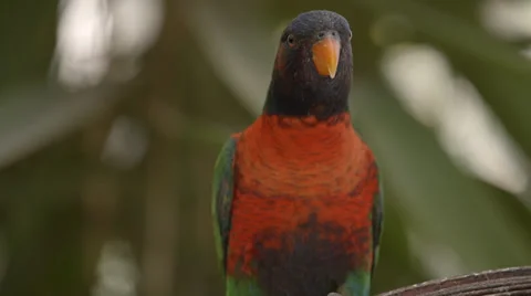 Rainbow Lorikeet sitting with head going up and down Stock Footage 32009872