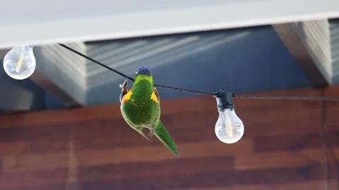 Rainbow Lorikeet on String Lights Stock Footage 275885510