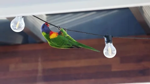 Rainbow Lorikeet on String Lights Stock Footage 295472487