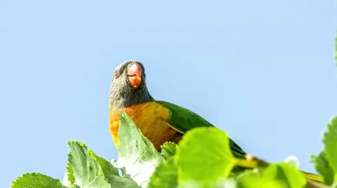 Rainbow lorikeet taking flight from tree top with sounds of lorikeets chirping Stock Footage 58582829