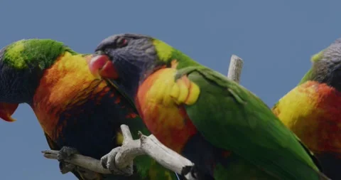 Rainbow Lorikeet On Tree Branch, Close Up 動画素材 329400271