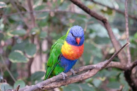 Rainbow lorikeet on tree branch Stock Photos