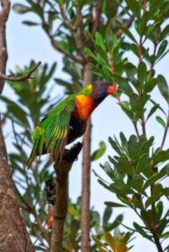 Rainbow lorikeet in tree Stock Photos