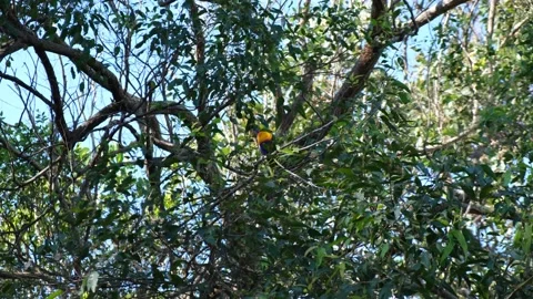 A Rainbow Lorikeet in a Tree on a Windy Day 4K Stock Footage 199748757