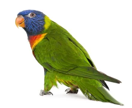 Rainbow Lorikeet, Trichoglossus haematodus, 3 years old, standing in front of wh Stock Photos