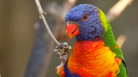 Rainbow lorikeet (Trichoglossus moluccanus) eating tree buds 库存影片 88545908