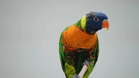 Rainbow Lorikeet (Trichoglossus moluccanus) Parrot Opens Bill on Grey Stock Footage 252193702