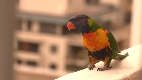 Rainbow lorikeet  walks Stockbeeldmateriaal 119635768
