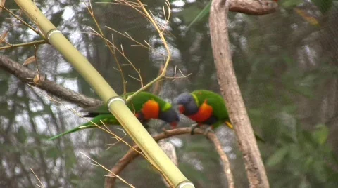 Rainbow Lorikeet2 Video stock 398024