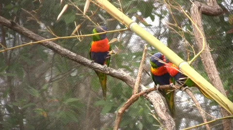 Rainbow Lorikeet.mp4 Video stock 397792