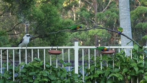Rainbow lorikeets and Kookaburras interact aggressively for no good reason Stock Footage 266862629