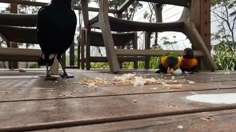 Rainbow Lorikeets and Magpie clash over food Stock Footage 337108289