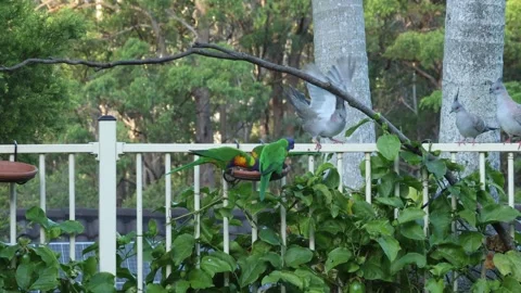 Rainbow lorikeets chasing off crested pigeons to establish food queue dominance Video stock 266982637