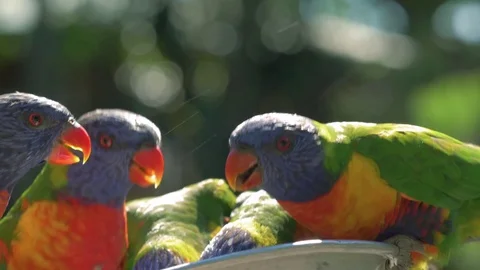 Rainbow lorikeets feeding Stockbeeldmateriaal 84256621