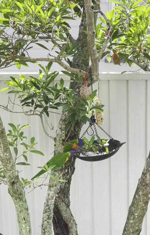 Rainbow Lorikeets Feeding Stock Footage 145885258