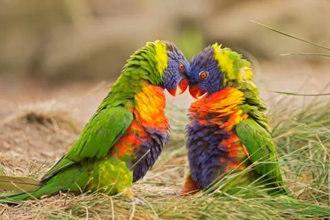Rainbow lorikeets in fight Foto stock