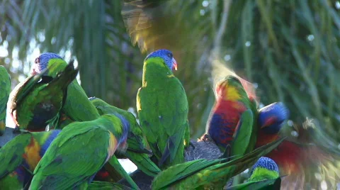 Rainbow Lorikeets fighting Stock Footage 570383