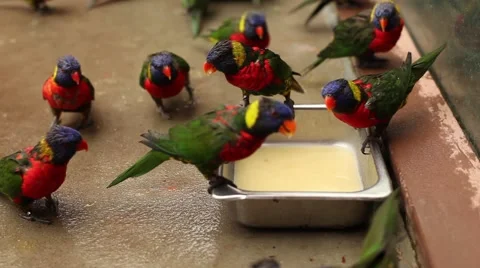 Rainbow Lorikeets Stock Footage 40654269