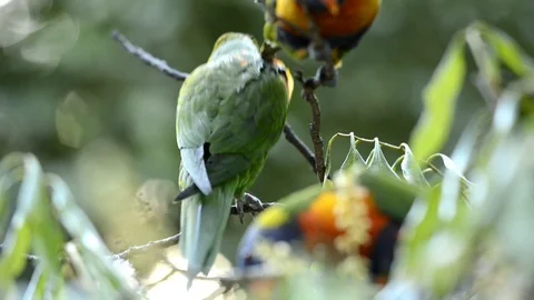 Rainbow lorikeets Stock Footage 111543625