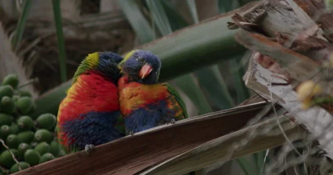 Rainbow Lorikeets Grooming Each Other Stock Footage 165978772