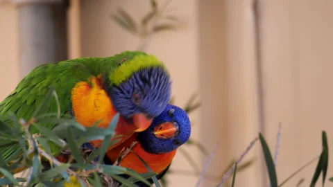 Rainbow lorikeets grooming Stock Footage 137371140