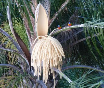 Rainbow Lorikeets guarding a freshly opened giant seedpod Stock Photos