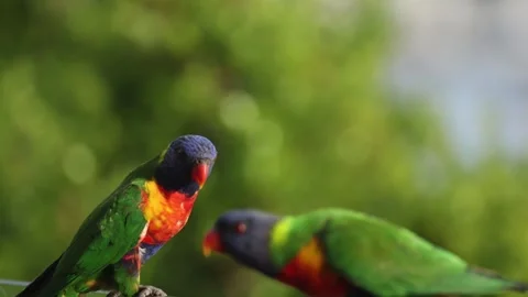 Rainbow Lorikeets Interacting Stock Footage 292207247