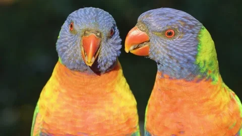 Rainbow Lorikeets Interacting on Tree Branch in Sunlight Stock Footage 315834674