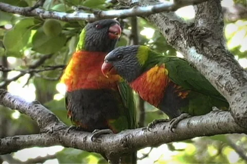 Rainbow Lorikeets Kissing Stock Footage 282694