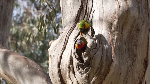 Rainbow lorikeets nesting in hollow Vídeo Stock 330981343