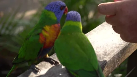 Rainbow Lorikeets Pecking at a Human Hand in Queensland Australia Video stock 347362722