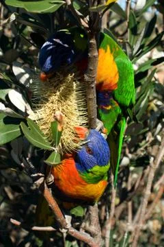 Rainbow lorikeets Stock Photos