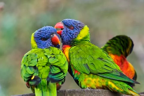 Rainbow lorikeets Stock Photos