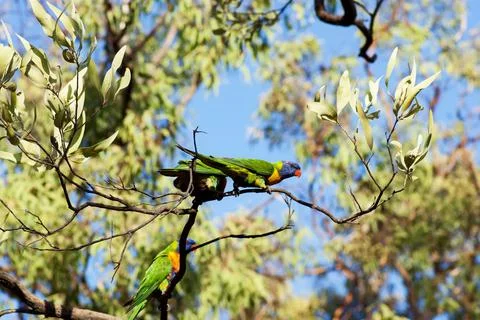 Rainbow lorikeets sitting on a gum tree. Stock Photos